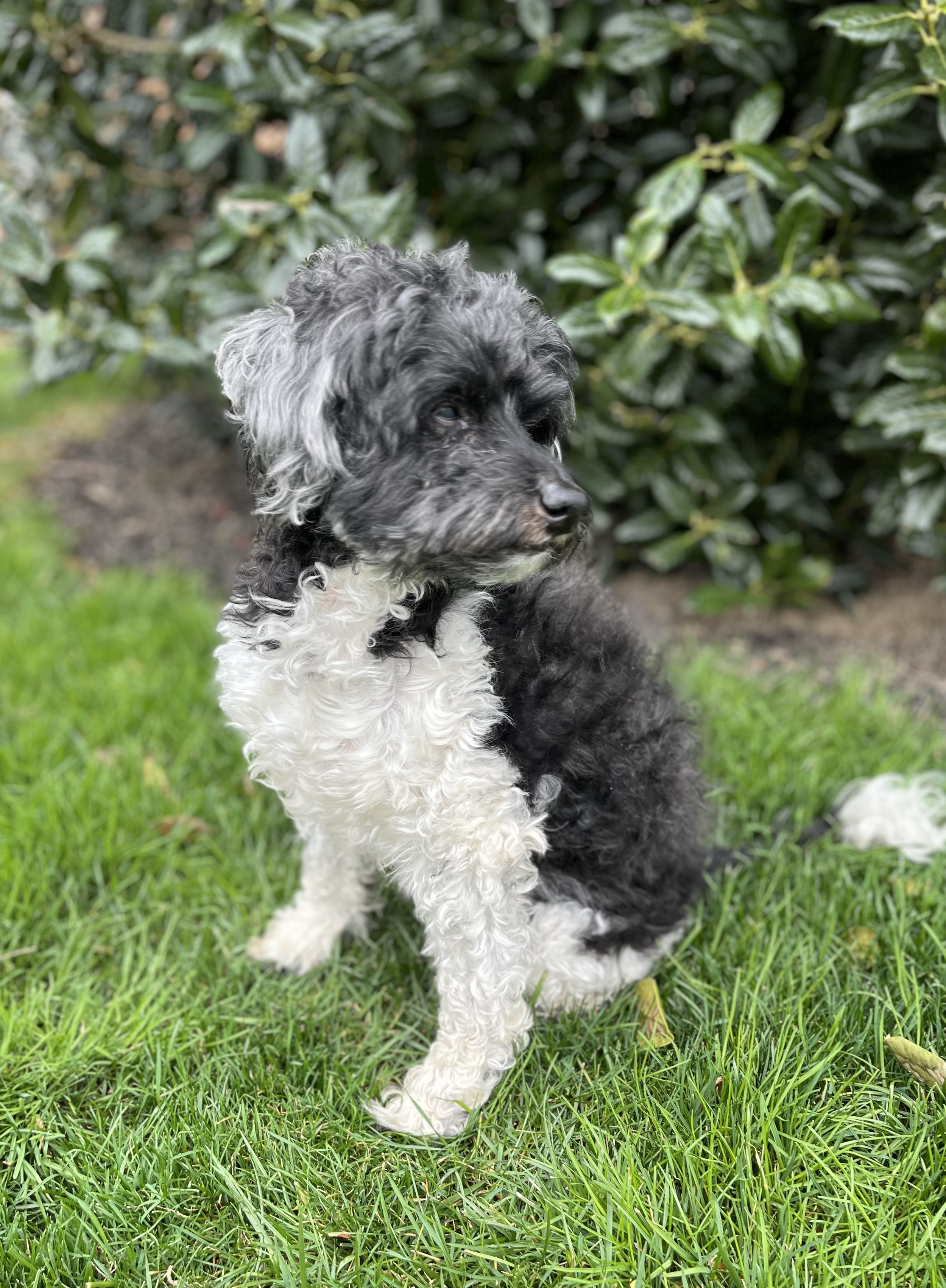 Sir Cromwell , an adoptable Miniature Poodle, Cockapoo in Fort Montgomery, NY, 10922 | Photo Image 2