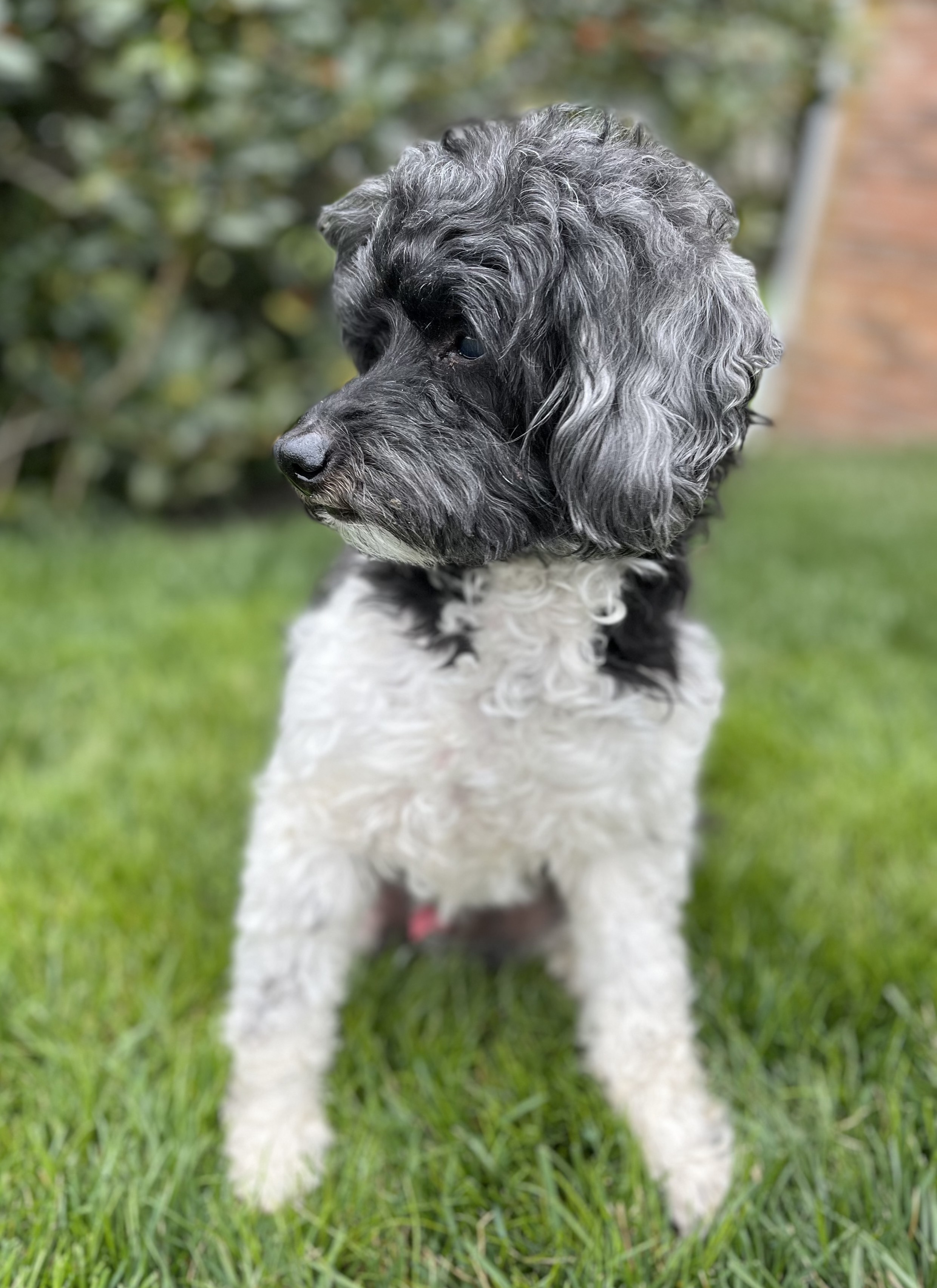 Sir Cromwell , an adoptable Miniature Poodle, Cockapoo in Fort Montgomery, NY, 10922 | Photo Image 3