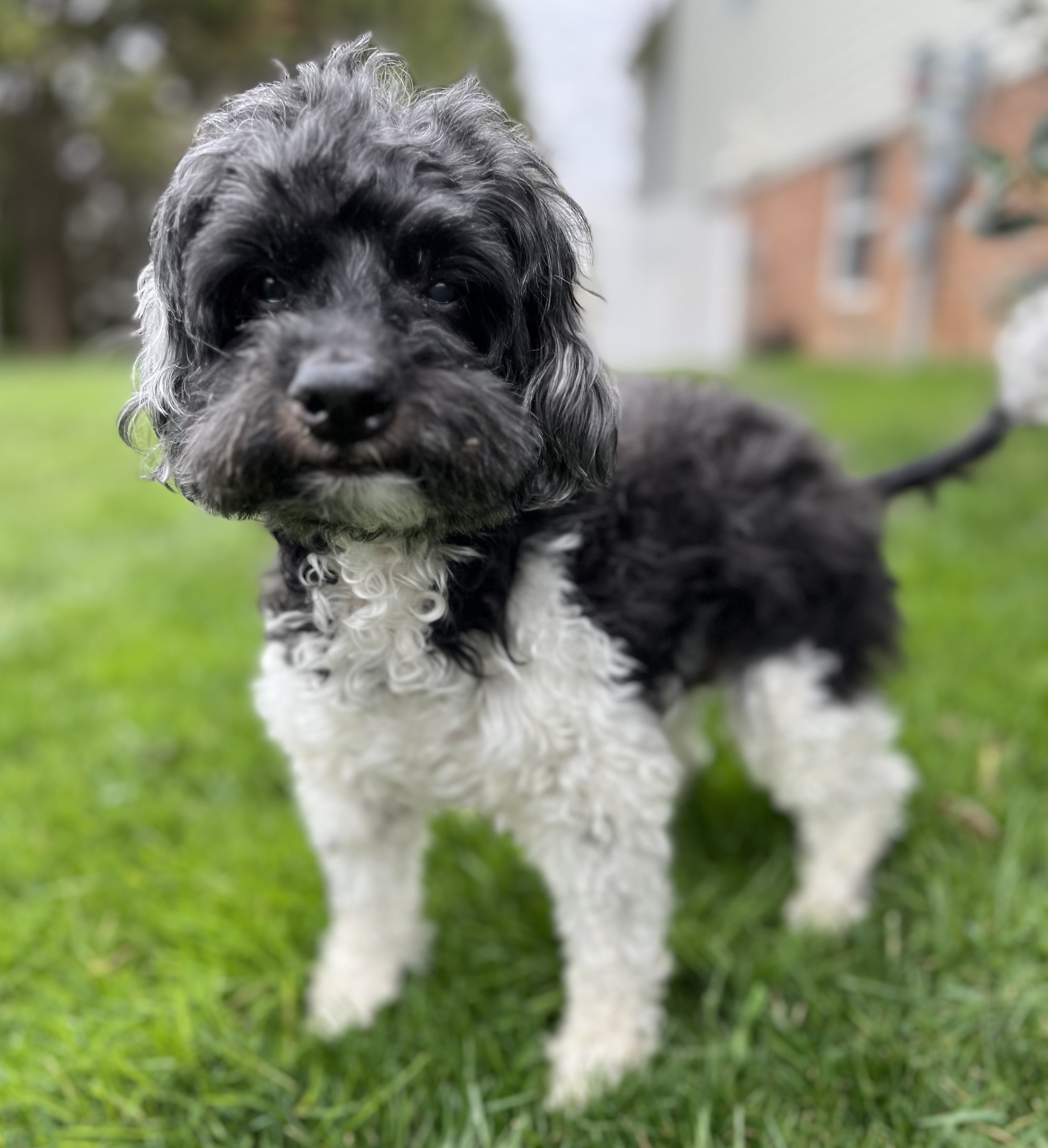 Sir Cromwell , an adoptable Miniature Poodle, Cockapoo in Fort Montgomery, NY, 10922 | Photo Image 4