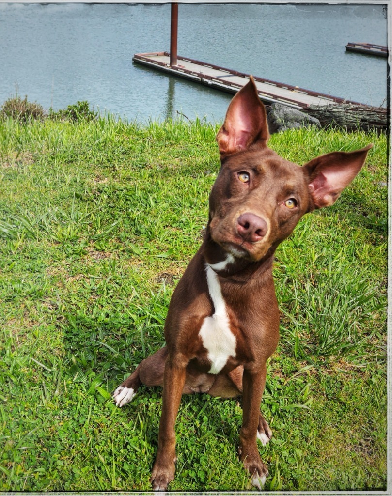Millie, an adoptable Pharaoh Hound, Pit Bull Terrier in Gold Beach, OR, 97444 | Photo Image 1