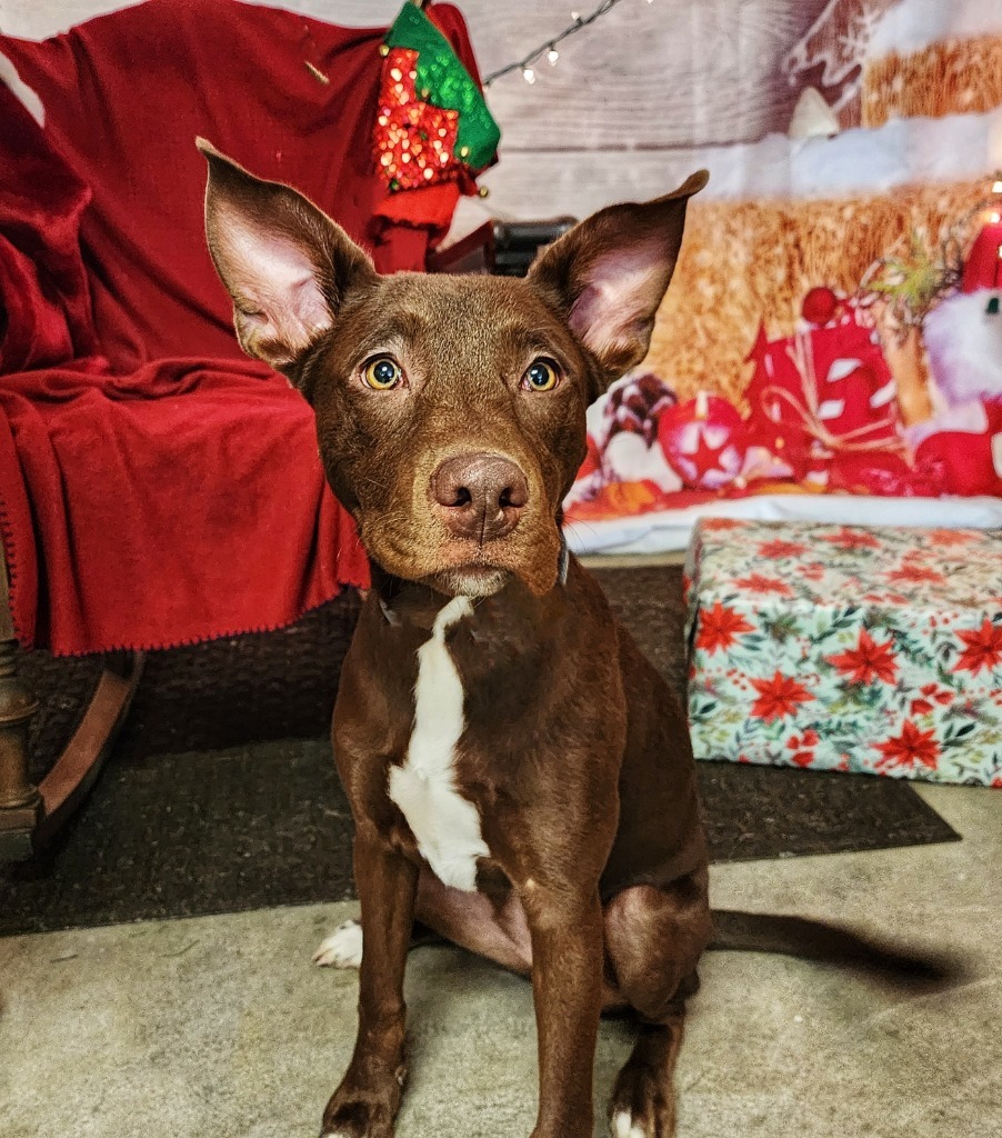 Millie, an adoptable Pharaoh Hound, Pit Bull Terrier in Gold Beach, OR, 97444 | Photo Image 2