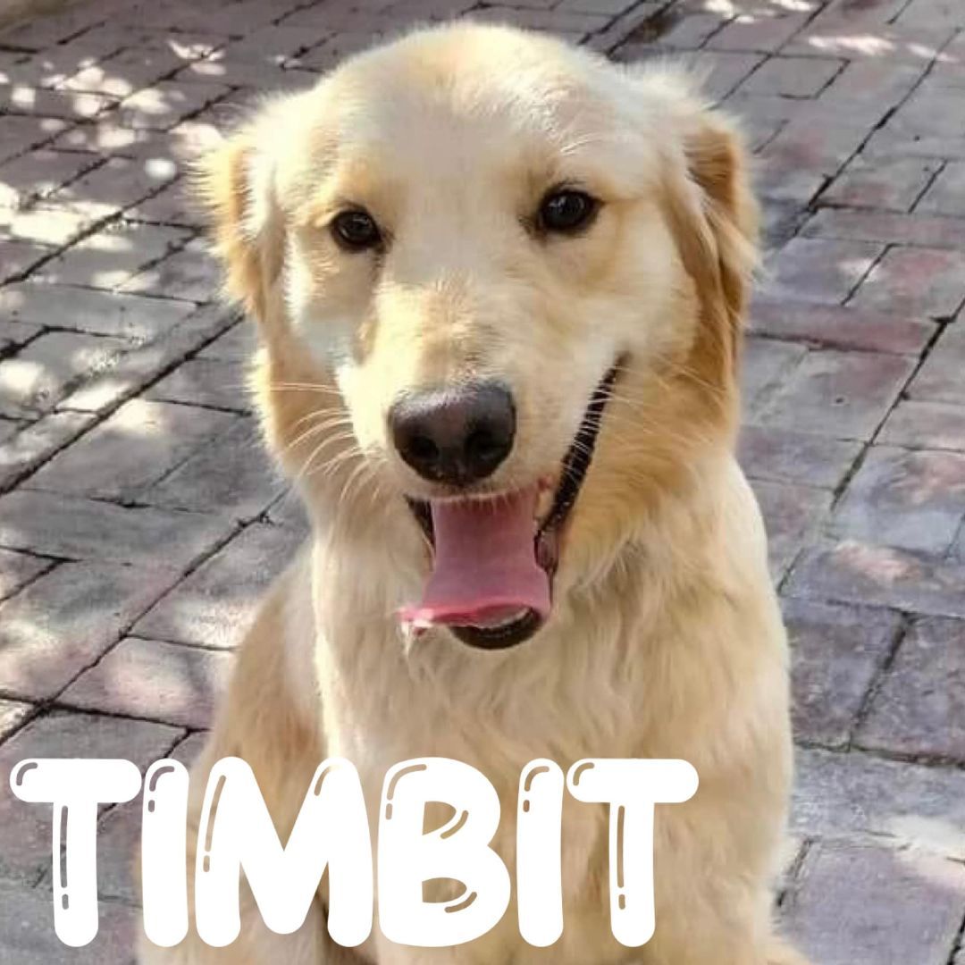 Timbit