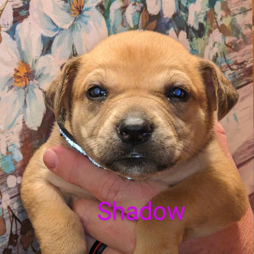 Shadow
