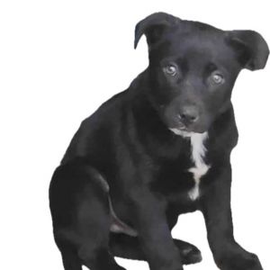 Barolo Pit Bull Terrier Dog