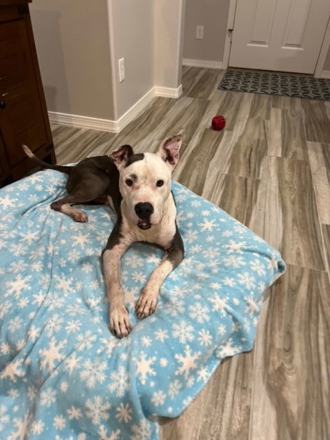 Sadie (Courtesy post)
