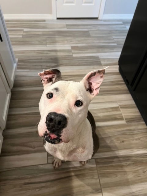 Sadie (Courtesy post)