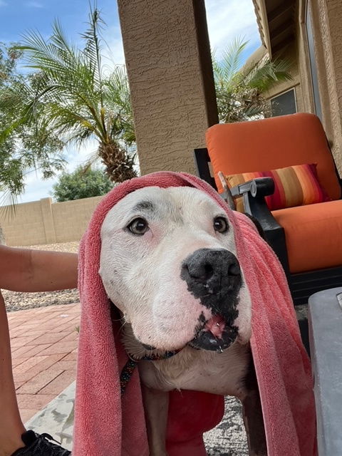Sadie (Courtesy post)