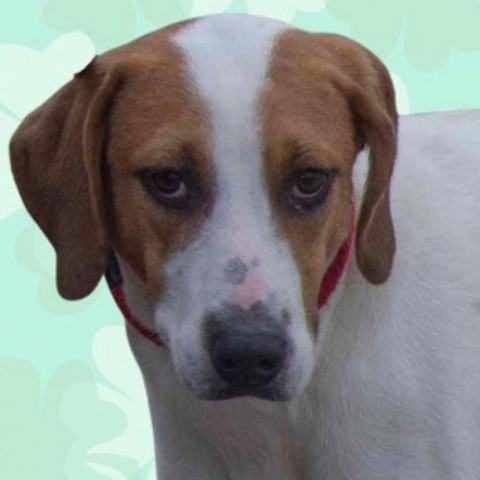 Timber, an adoptable Foxhound in QUINCY, FL, 32351 | Photo Image 1