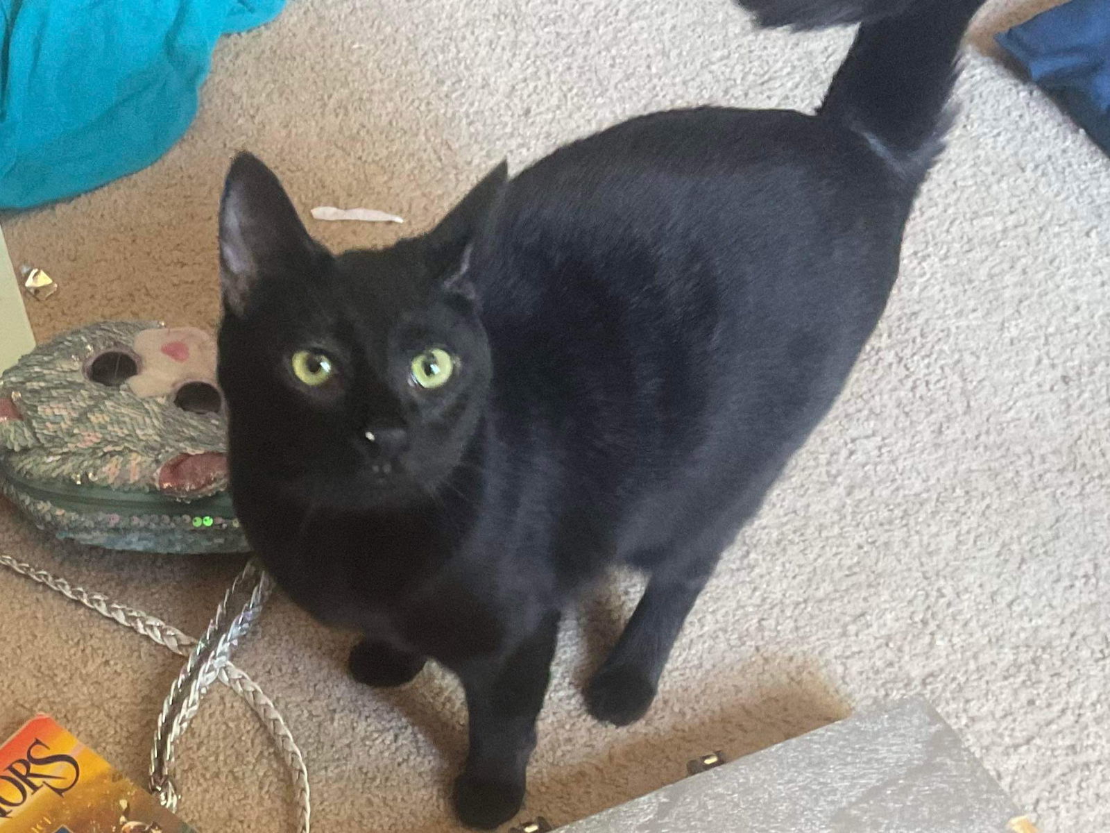 Biscuit
