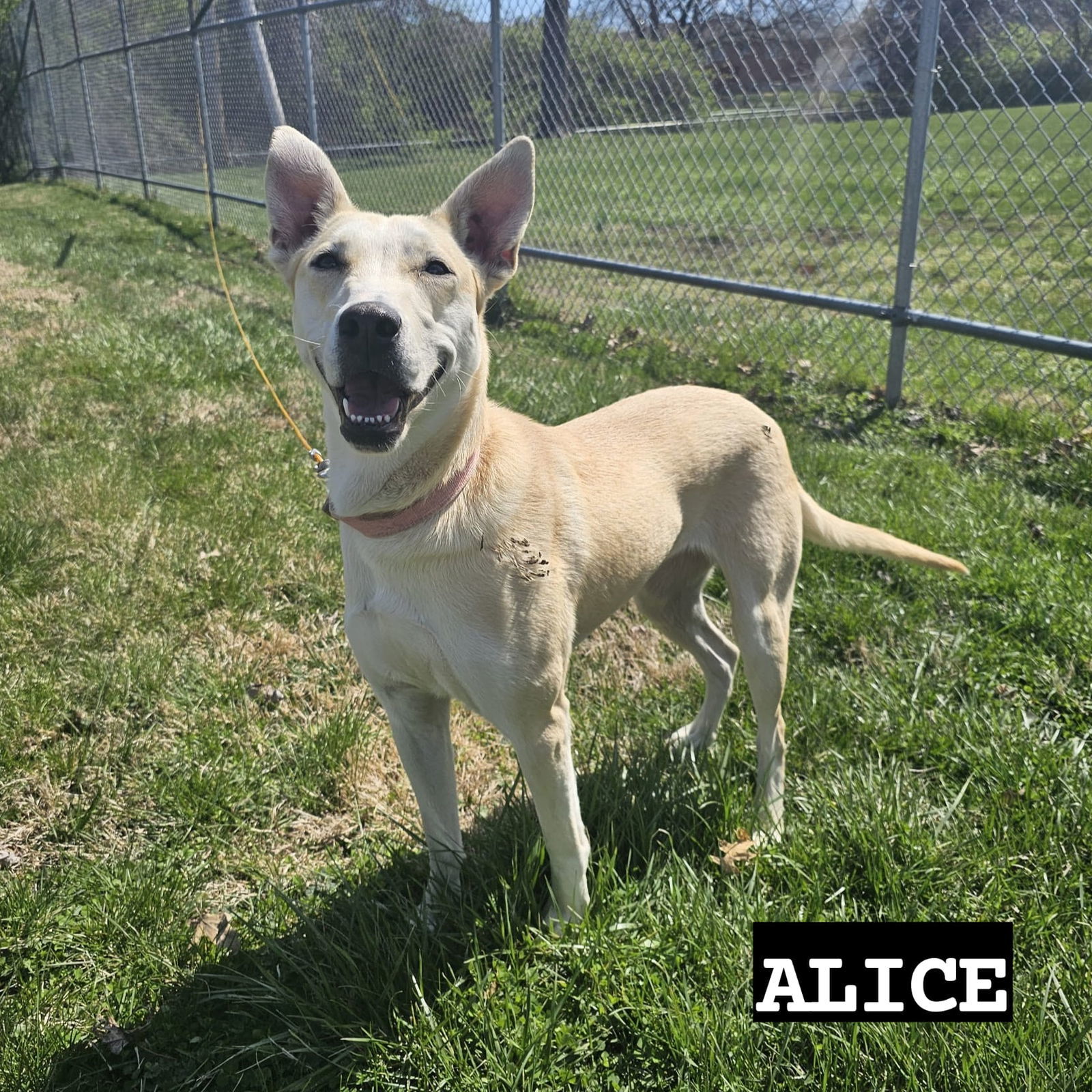Alice