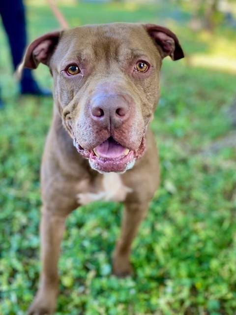 Brownie, an adoptable Pit Bull Terrier in Chico, CA, 95928 | Photo Image 1