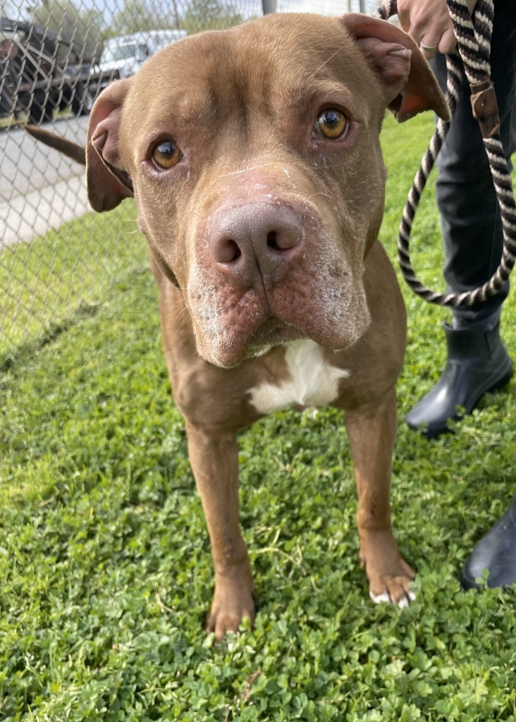 Brownie, an adoptable Pit Bull Terrier in Chico, CA, 95928 | Photo Image 2