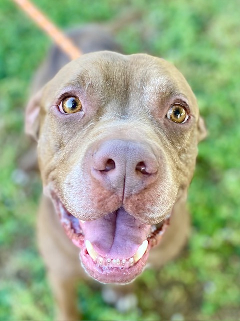 Brownie, an adoptable Pit Bull Terrier in Chico, CA, 95928 | Photo Image 3