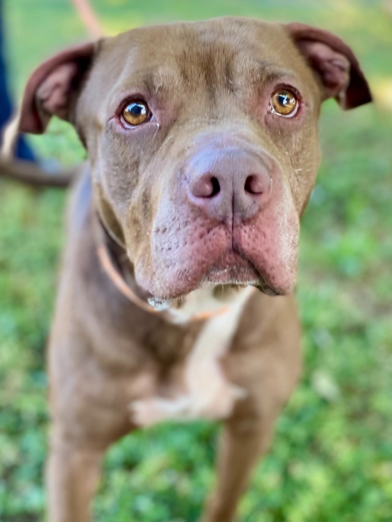 Brownie, an adoptable Pit Bull Terrier in Chico, CA, 95928 | Photo Image 4