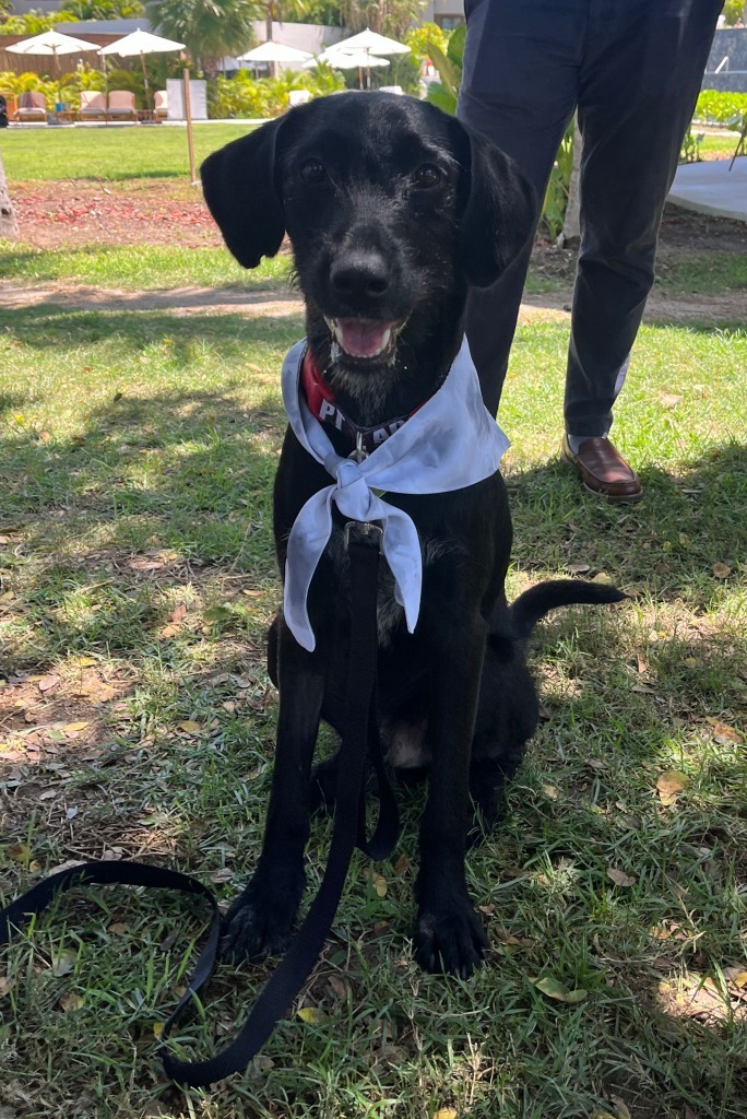 Happy, an adoptable Mixed Breed in San Juan de Abajo, NAY, 63732 | Photo Image 3