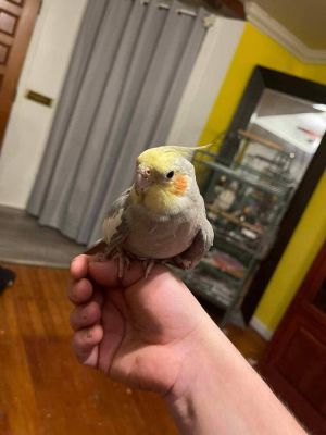 Cockatiel (Marshmallow) White, Young Female Cockatiel
