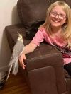 Cockatiel (Marshmallow) White photo 2