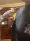 Cockatiel (Marshmallow) White photo 3