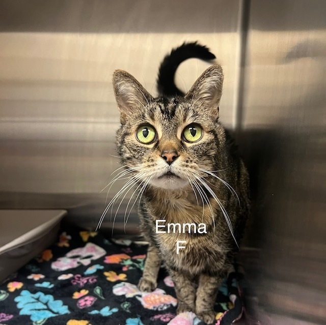 Emma, an adoptable Domestic Short Hair in Bend, OR, 97701 | Photo Image 1