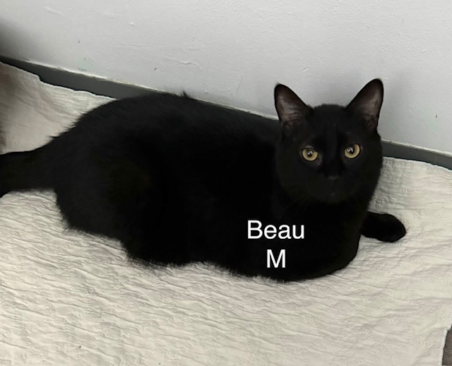 Beau, an adoptable Domestic Short Hair in Bend, OR, 97701 | Photo Image 1