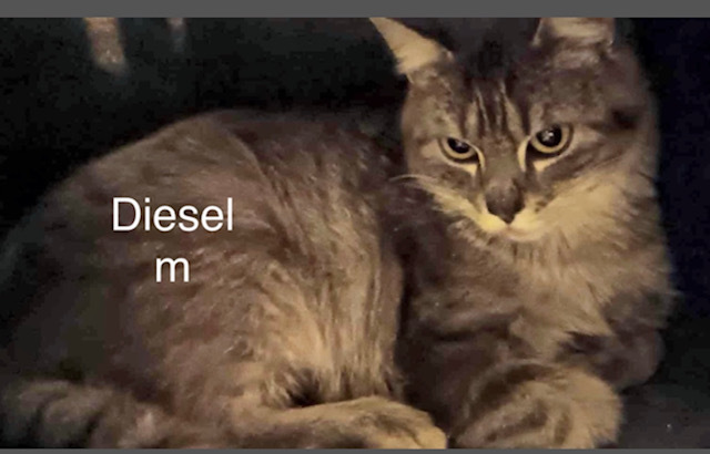 Diesel, an adoptable Domestic Medium Hair in Bend, OR, 97701 | Photo Image 1