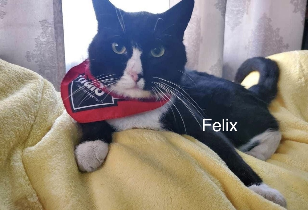 Felix, an adoptable Domestic Short Hair in Bend, OR, 97701 | Photo Image 1