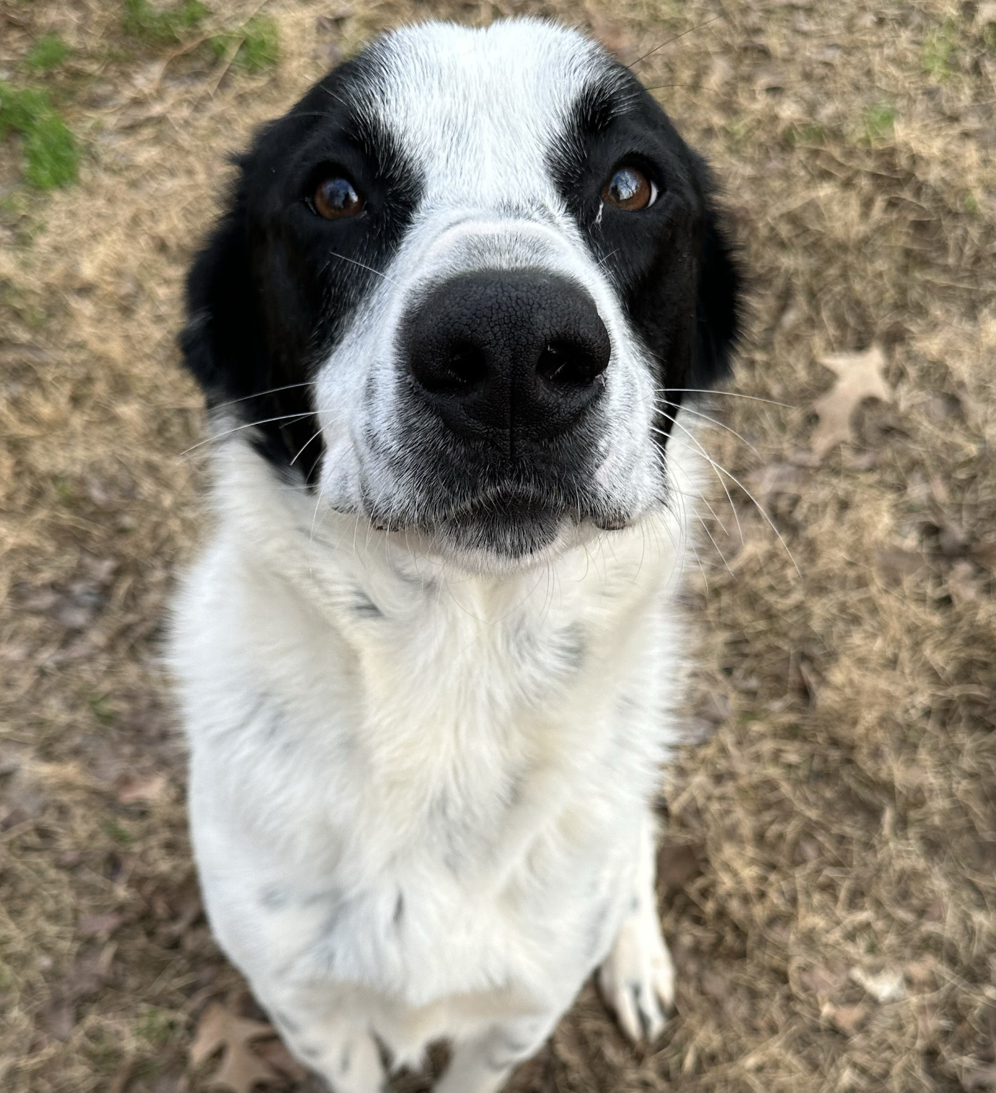 Yeti, an adoptable Border Collie, Labrador Retriever in Shreveport, LA, 71119 | Photo Image 1