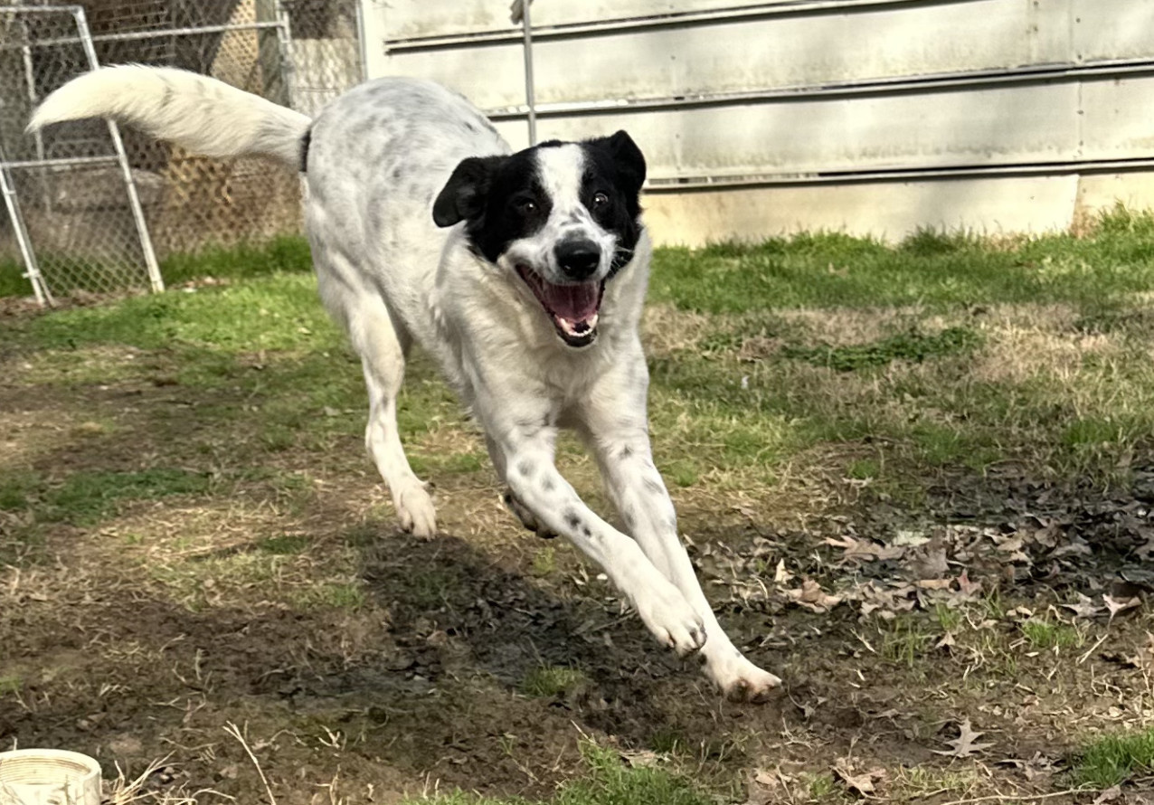 Yeti, an adoptable Border Collie, Labrador Retriever in Shreveport, LA, 71119 | Photo Image 2