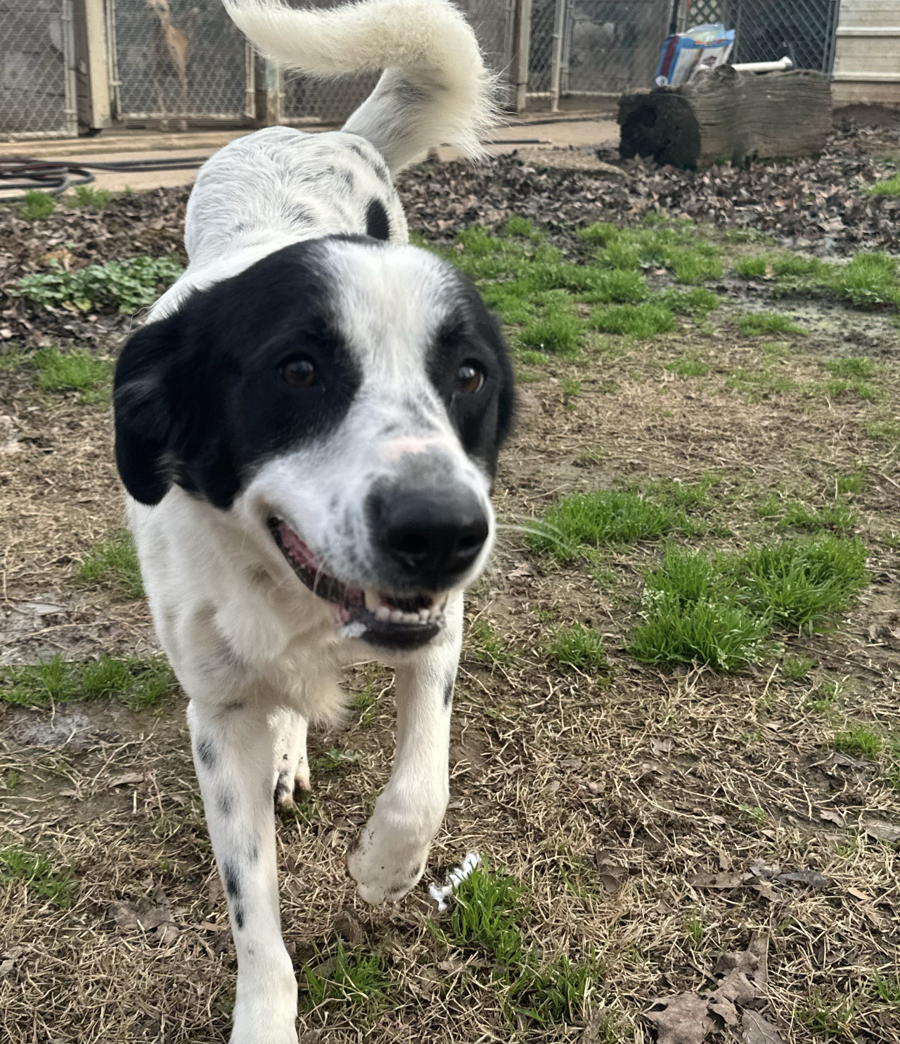 Yeti, an adoptable Border Collie, Labrador Retriever in Shreveport, LA, 71119 | Photo Image 3