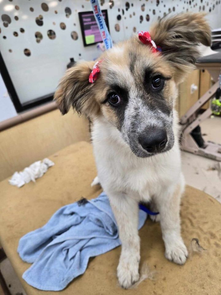 Dog for adoption Courtney a Great Pyrenees Australian Cattle