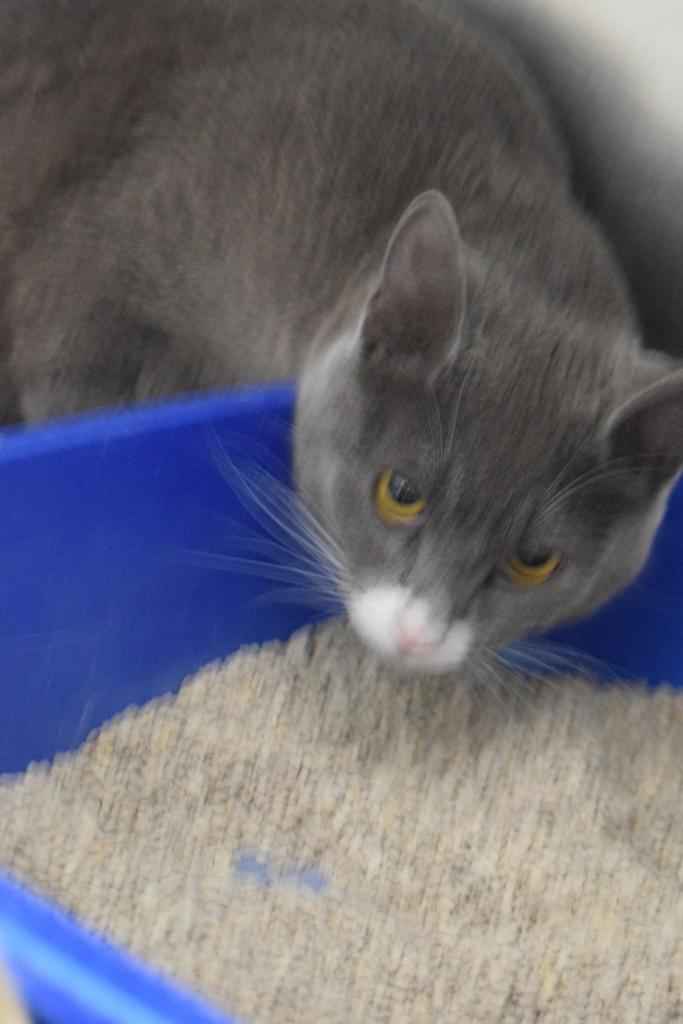 Beatty, an adoptable Domestic Short Hair in Pahrump, NV, 89048 | Photo Image 1