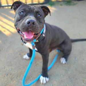 I WAS FOUND AT 780 E SHORELINE DR LONG BEACH CA 90802 IN LONG BEACHMy adoption evaluation date is