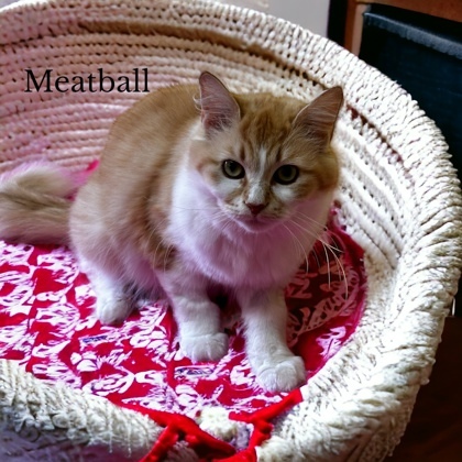 Meatball 1