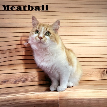 Meatball