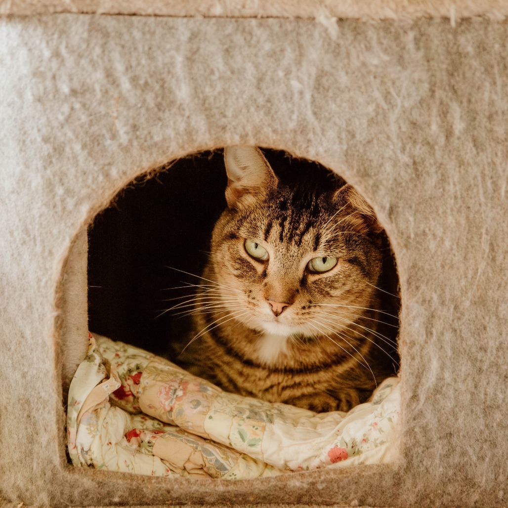Tessa, an adoptable Domestic Short Hair in Enterprise, AL, 36330 | Photo Image 1