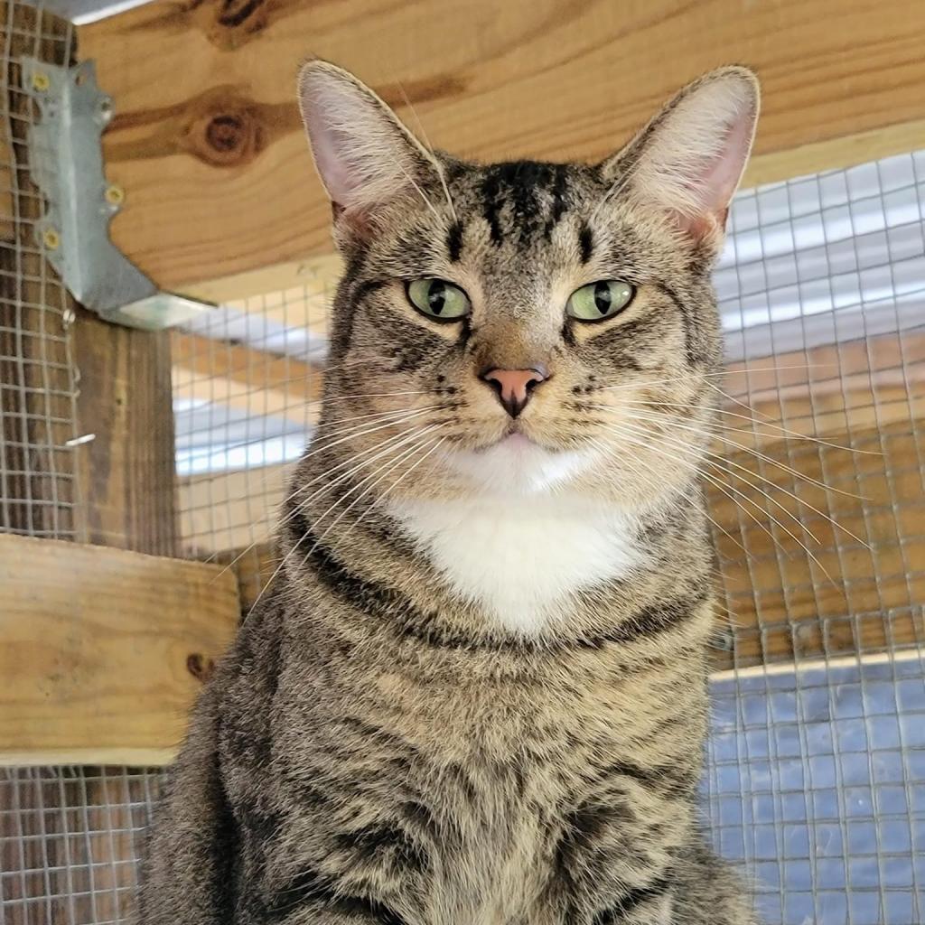 Tessa, an adoptable Domestic Short Hair in Enterprise, AL, 36330 | Photo Image 5