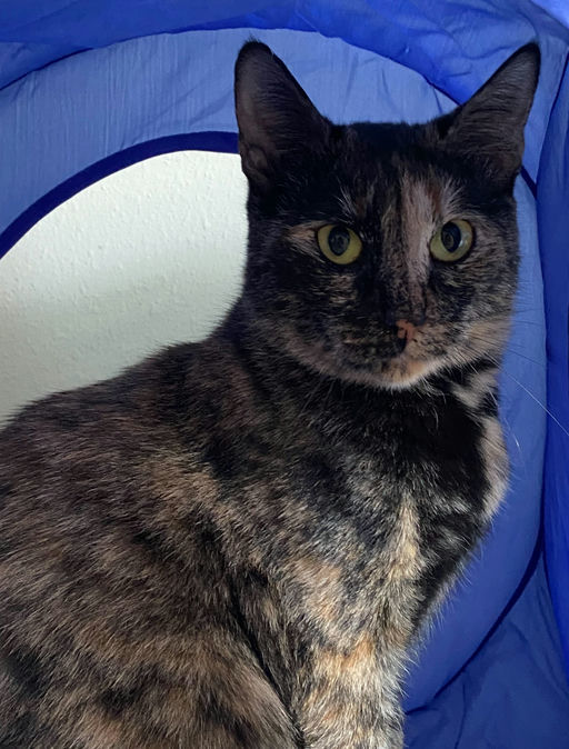 Momma Cat 2