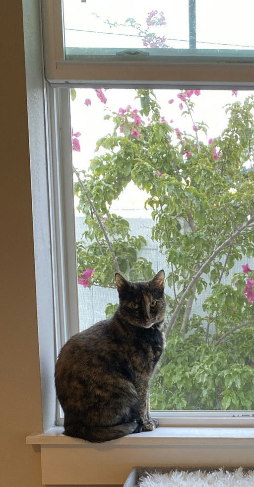 Momma Cat 3