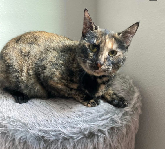 Momma Cat 4