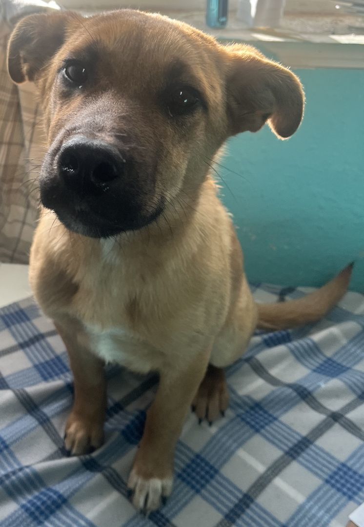 Dog for adoption - Moonstone, a Belgian Shepherd / Malinois Mix in ...