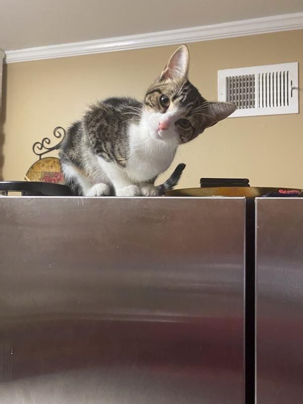 Cliffhanger, an adoptable American Shorthair, British Shorthair in Southaven, MS, 38672 | Photo Image 1