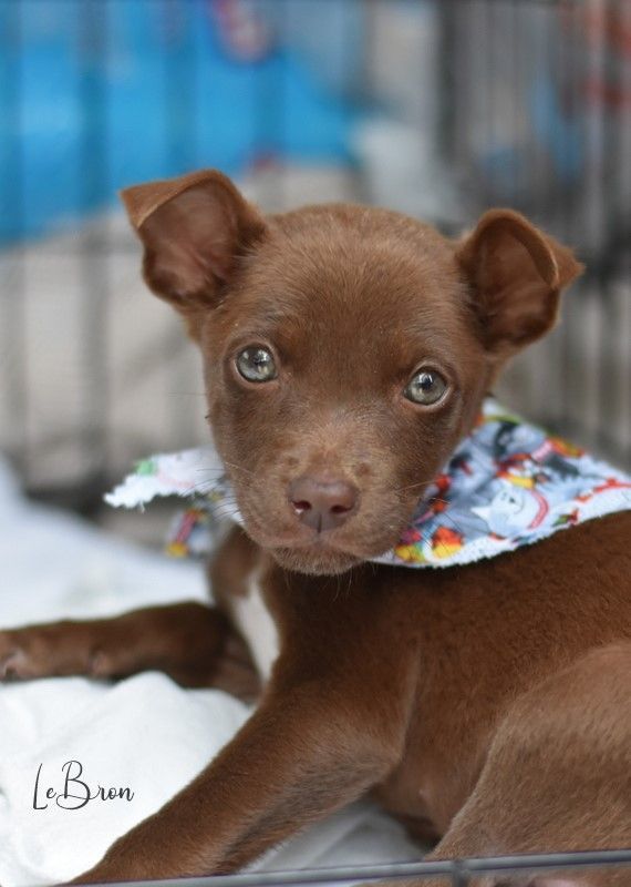 Dog for adoption - LeBron (Famous Athletes), an Australian Kelpie & Pit ...