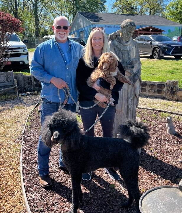 Dog for adoption Randy Feb 24 In Foster Denver NC, a Standard