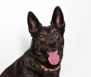 Hi there Im Harley the sweetest shepherd youll ever meet I am 3 years old so I have my whole