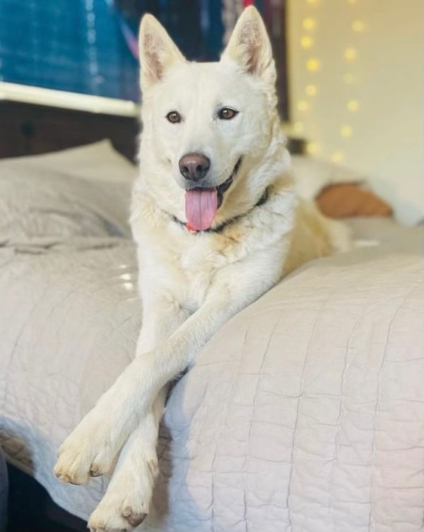 Dog for adoption - Dottie, a Siberian Husky & German Shepherd Dog
