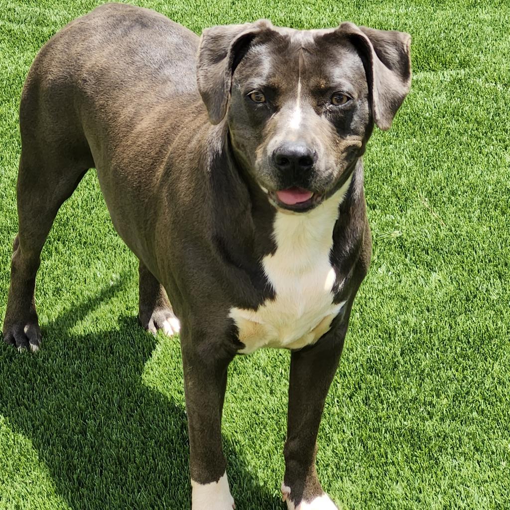 Kit Kat