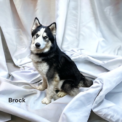Brock 3