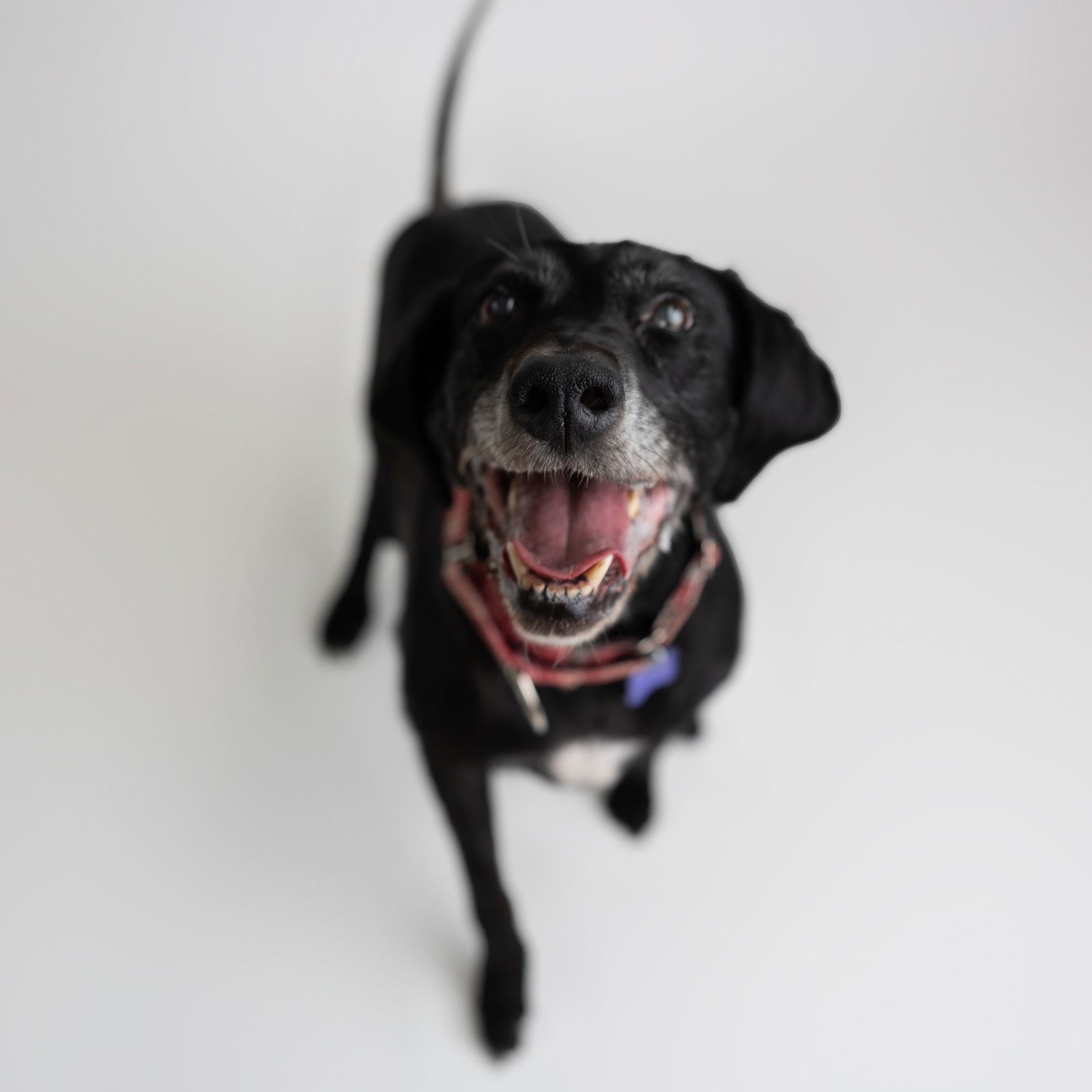 Karlach, an adoptable Labrador Retriever, English Springer Spaniel in Fargo, ND, 58103 | Photo Image 1