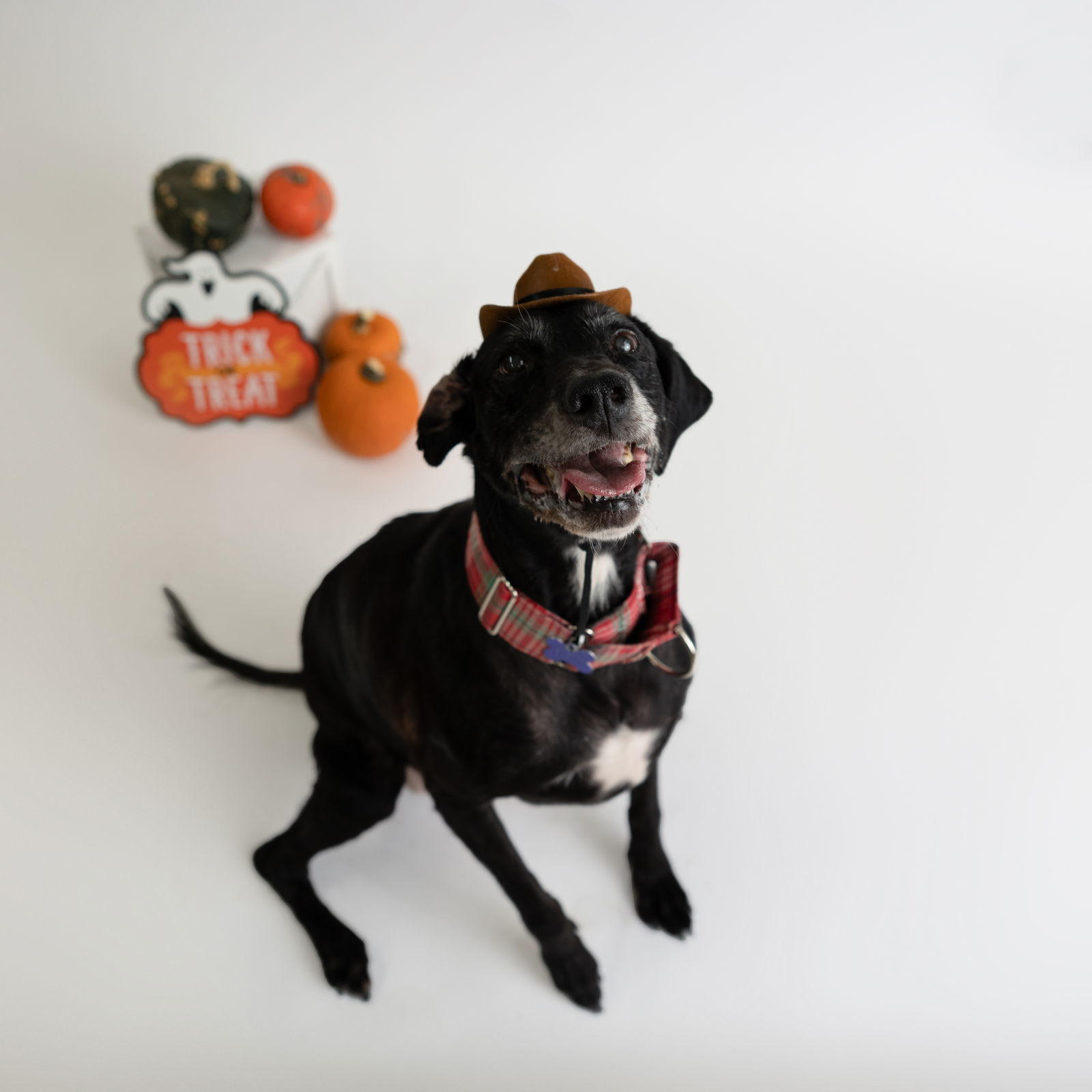 Karlach, an adoptable Labrador Retriever, English Springer Spaniel in Fargo, ND, 58103 | Photo Image 1