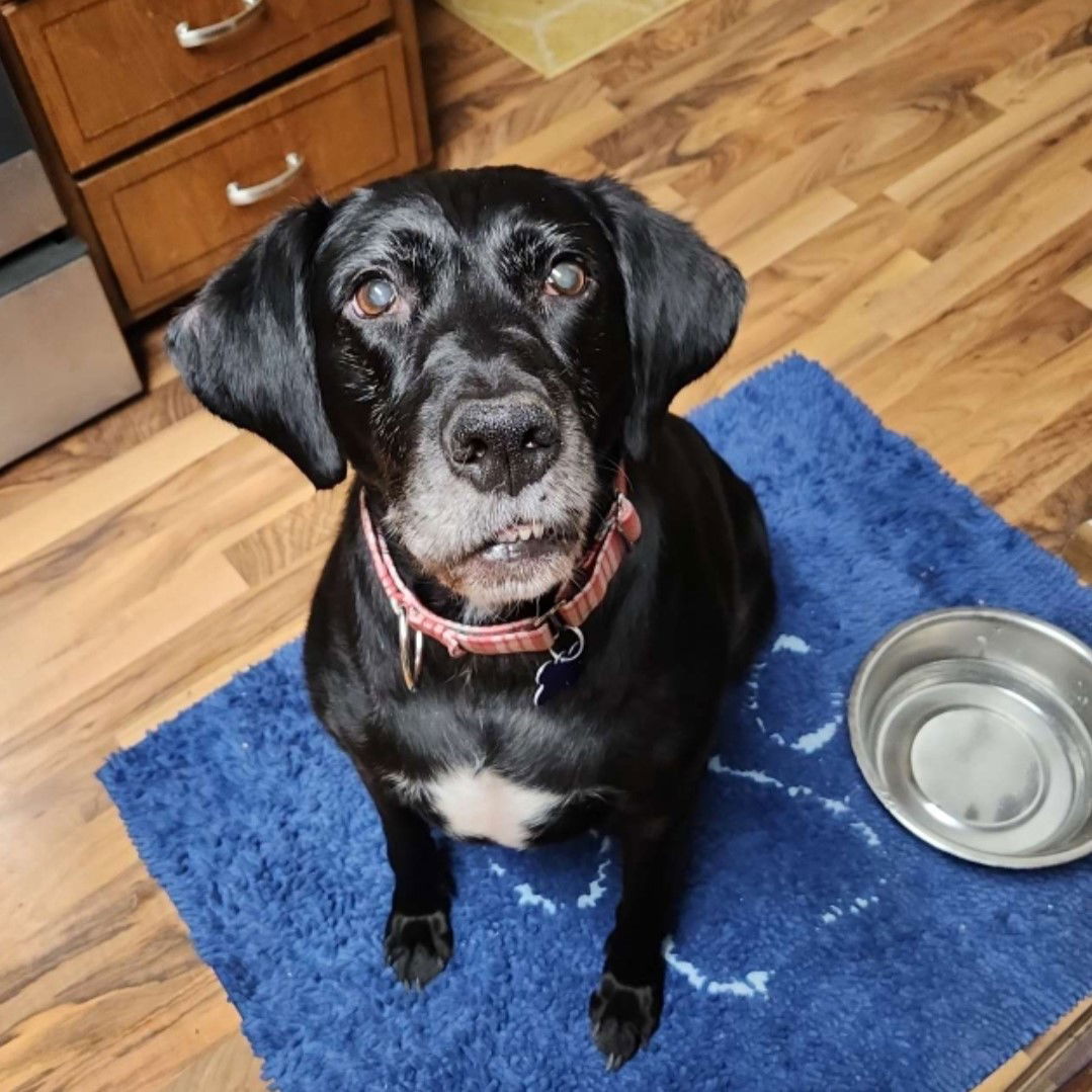 Karlach, an adoptable Labrador Retriever, English Springer Spaniel in Fargo, ND, 58103 | Photo Image 2